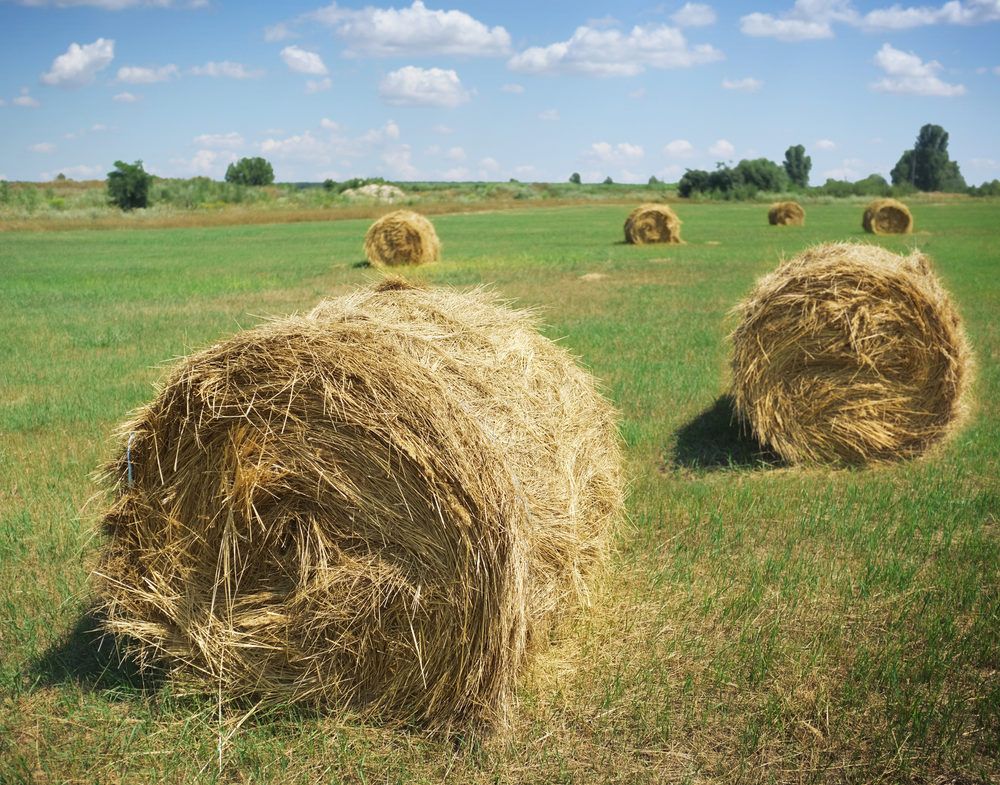 Imported fodder payments of €2.4m issued, more on the way
