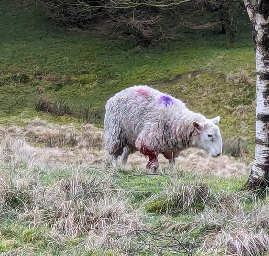 Pregnant ewe put down after suspected dog attack