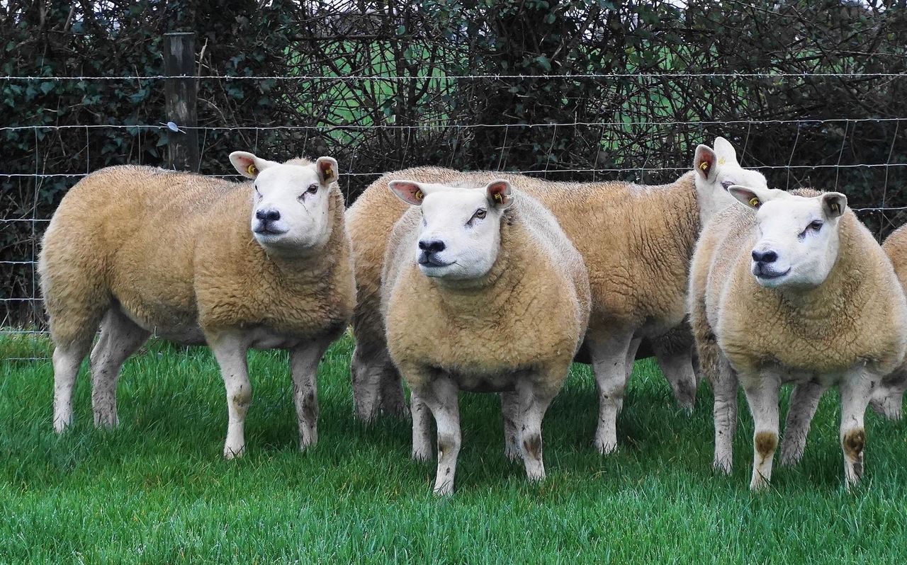 Scottish Texel breeder wins award for his contribution to the breed