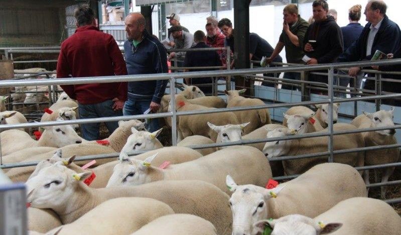 New record price achieved at Bank Farm Lleyn on-farm ram sale