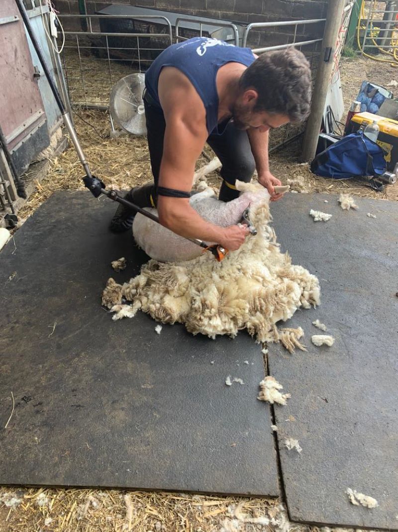 British Wool relaunches shearing course for NFYFC members