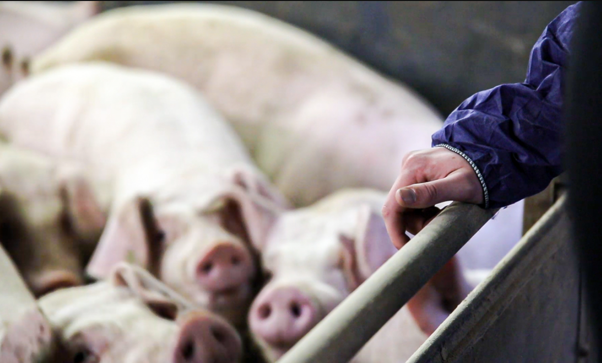 Sofina Foods: ‘Small number’ of NI pig contracts won’t be renewed