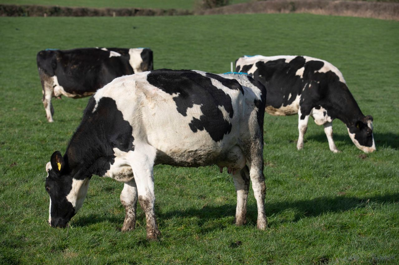 Agriculture revealed as NI’s largest source of emissions