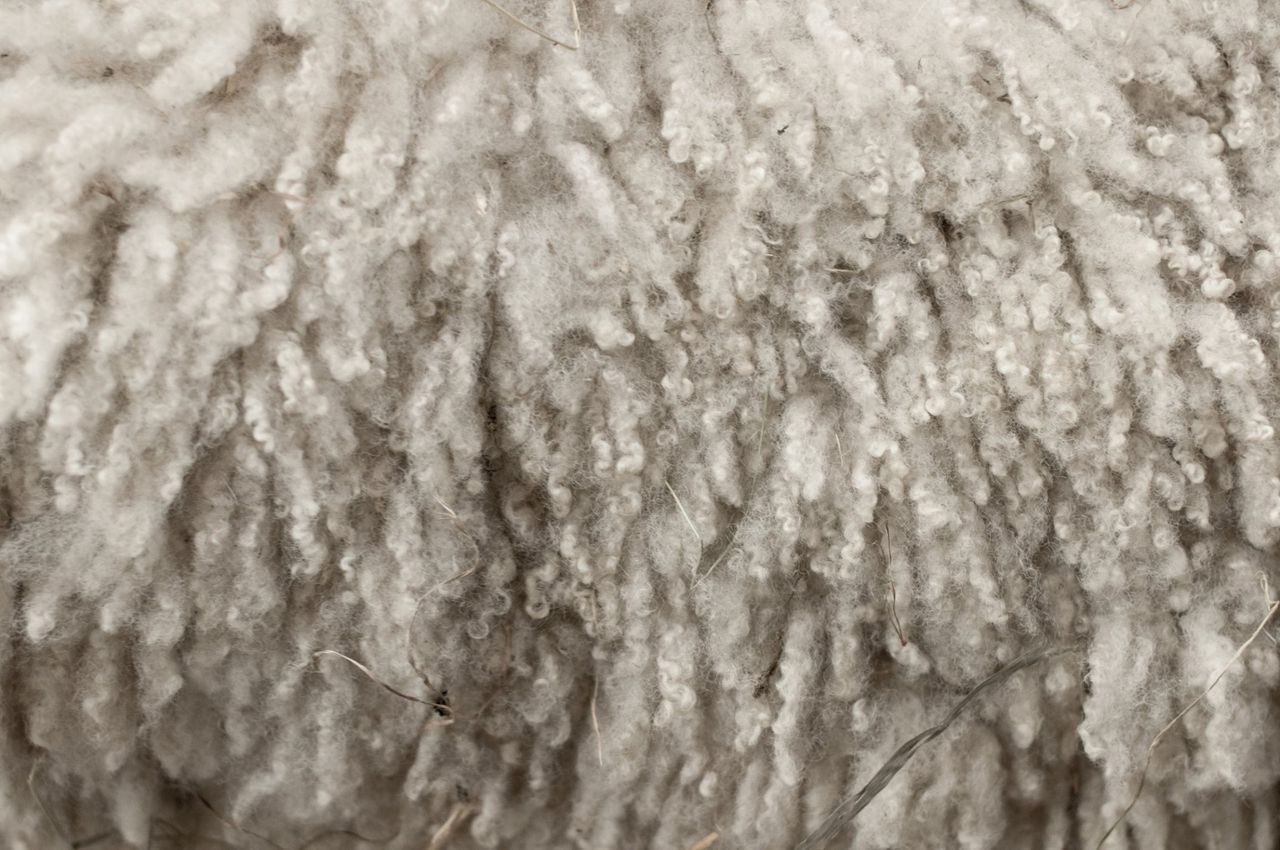 British Wool to elect regional representative for NI