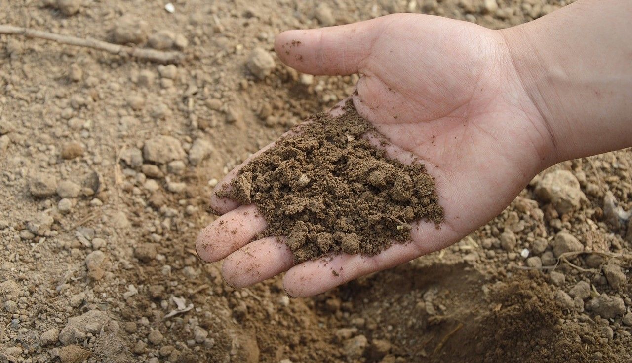 Sustainable Farming Incentive opens for applications