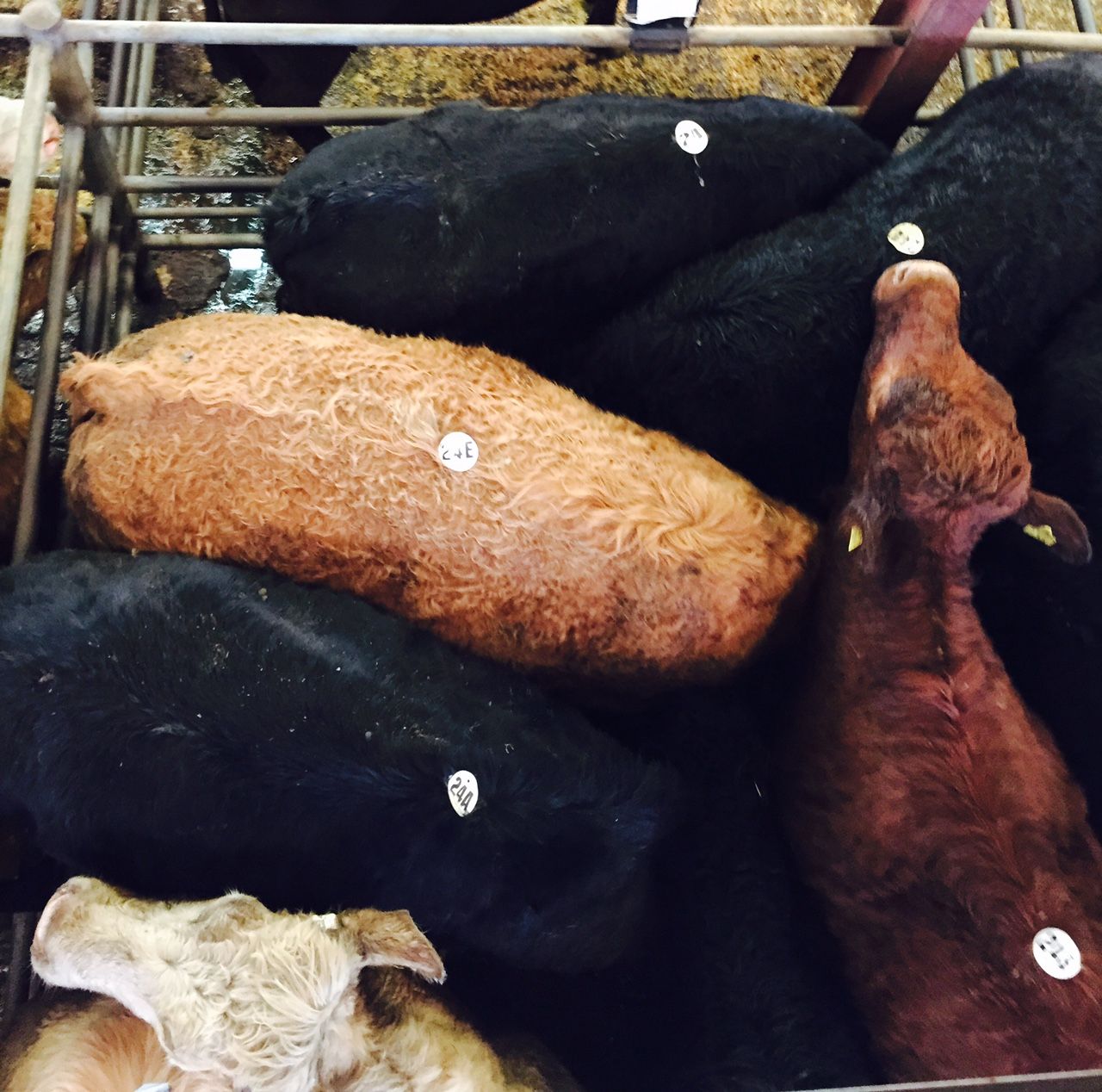 Throughput falling at beef plants as cattle numbers tighten