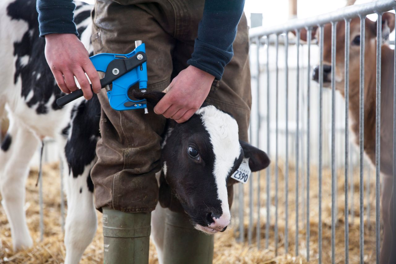 Genomics to rise to next level with new on-farm female test