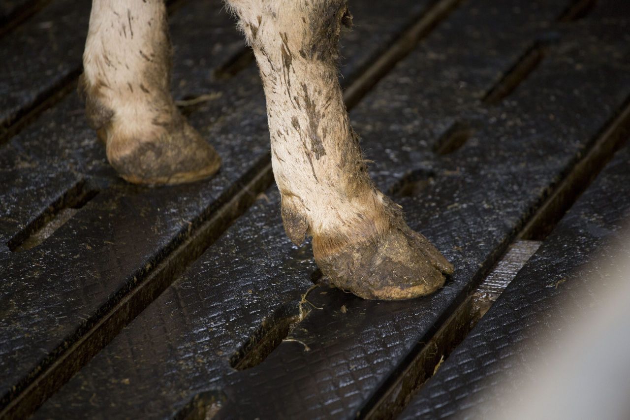 Exercise Blackthorn begins today with simulated Foot and Mouth outbreak