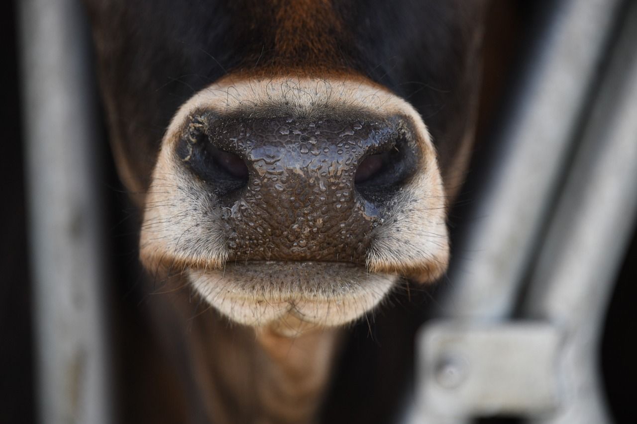 DAERA: New suspected case of bluetongue virus under investigation in NI