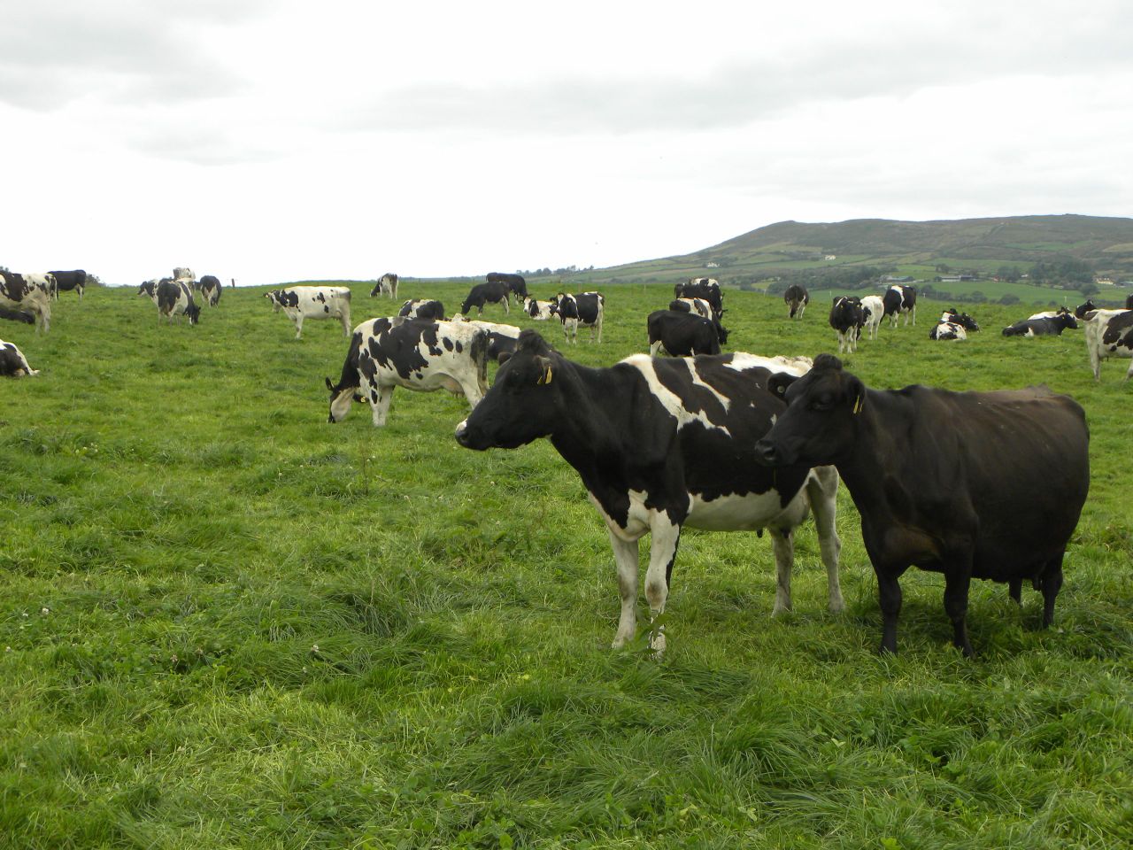 Closing grass paddocks early reduces grazing ability 