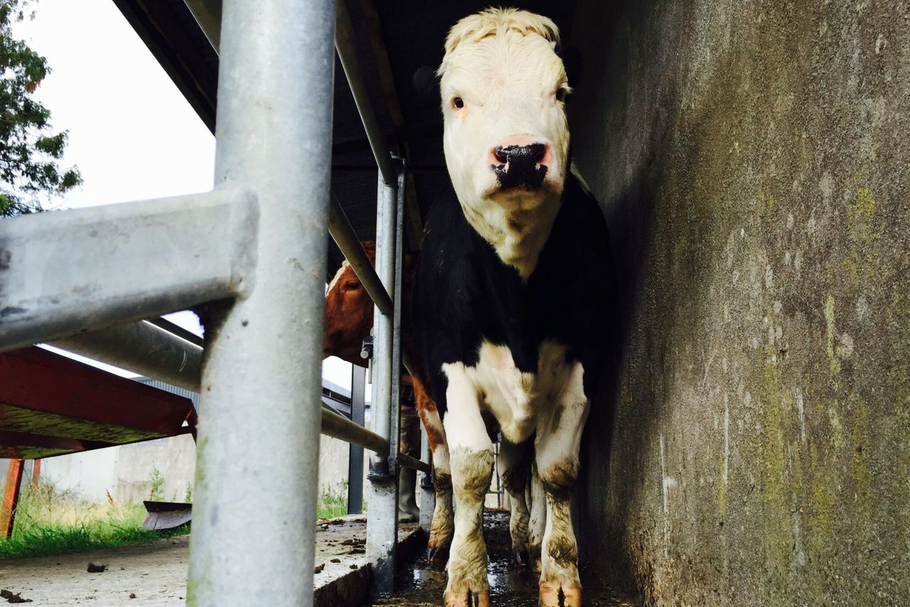 13% increase in number of TB reactors in Northern Ireland