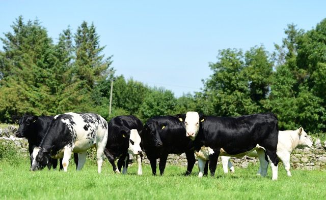 Dovea Genetics to auction six heifers in aid of Bothar
