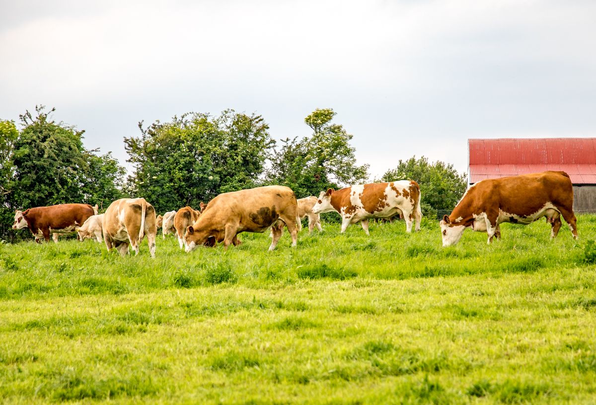Wales: Consultation launched on BVD-eradication scheme