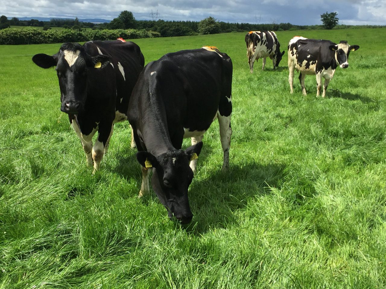 EU milk producers will opt to 'pay back debt' rather than chase output