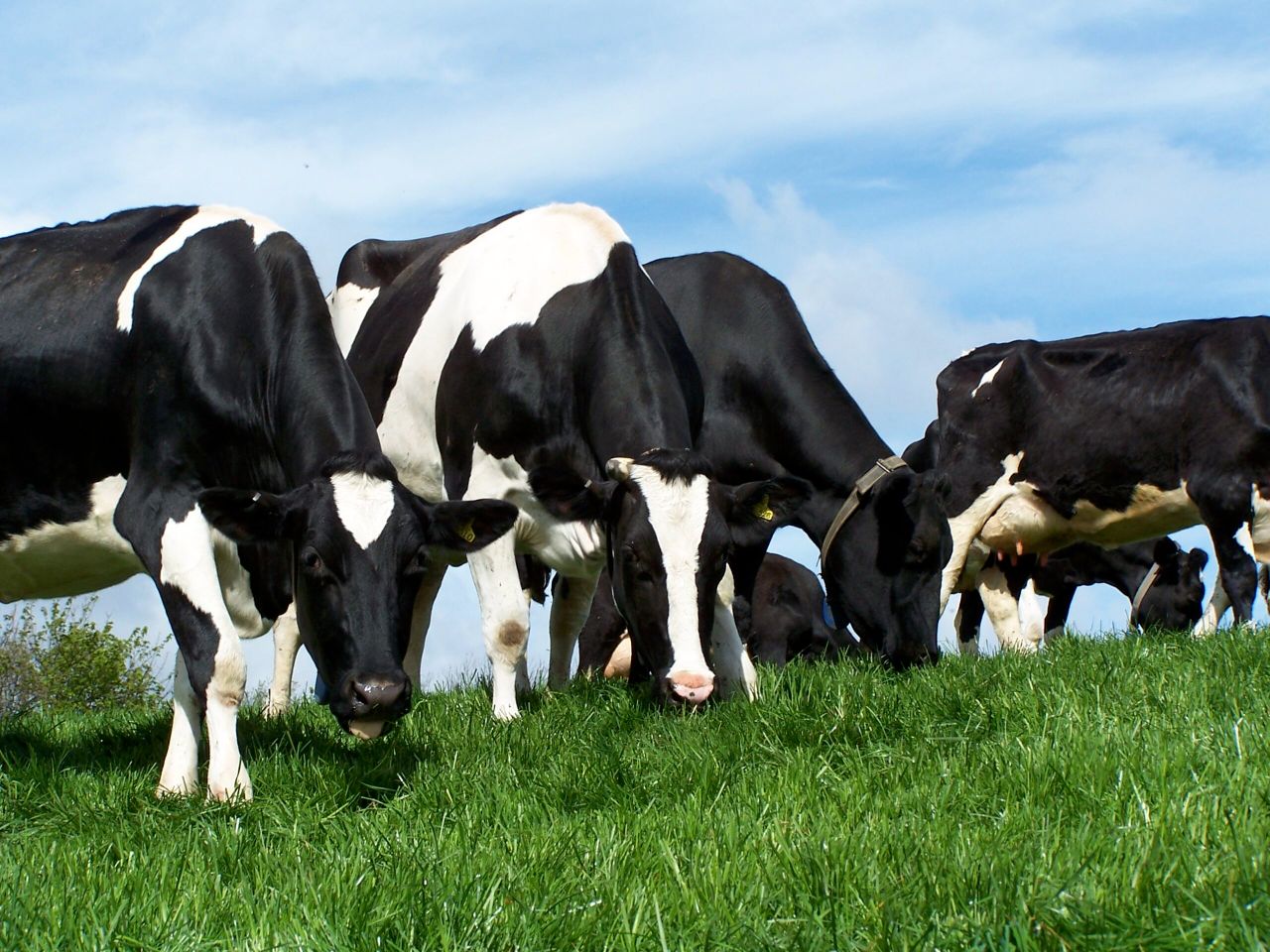 Dairy tips: Think value not price when planning for spring turnout