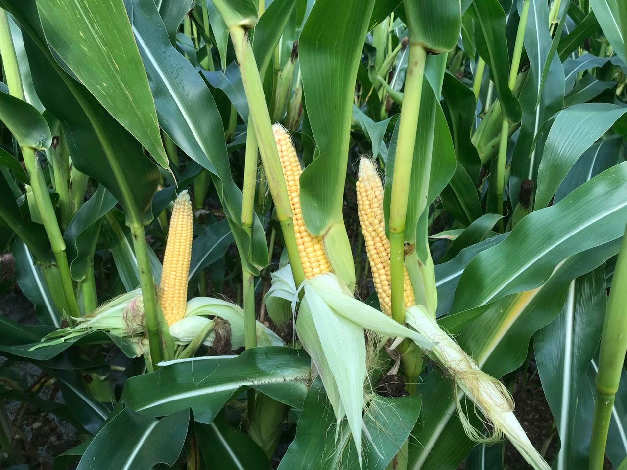 AHDB projects significant drop in UK maize imports
