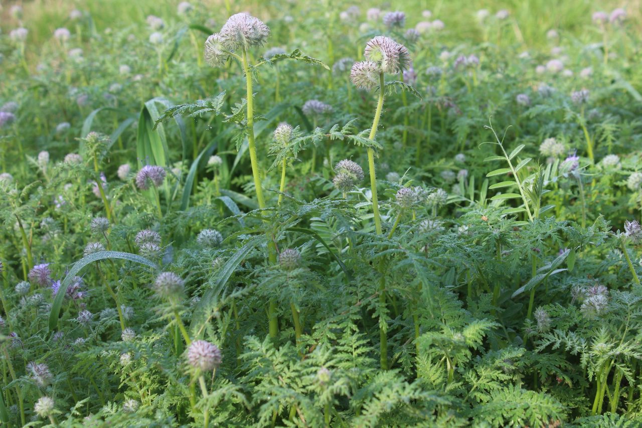 Regenerative agriculture is the future – report