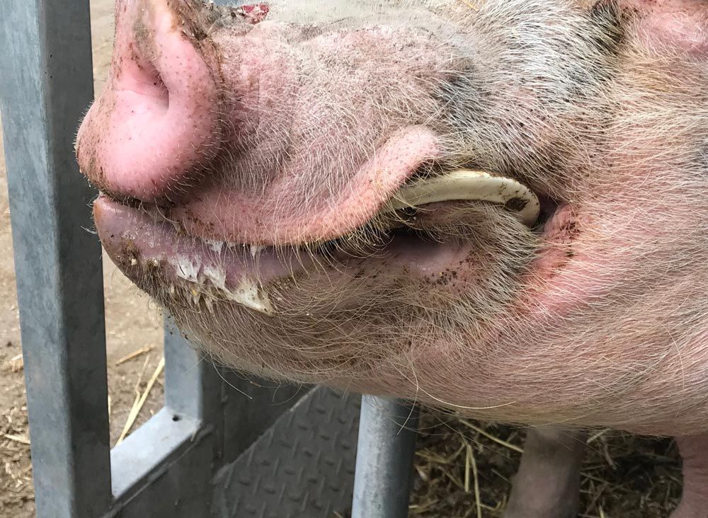 UK animal charity wound up amid allegations of ‘serious mismanagement’