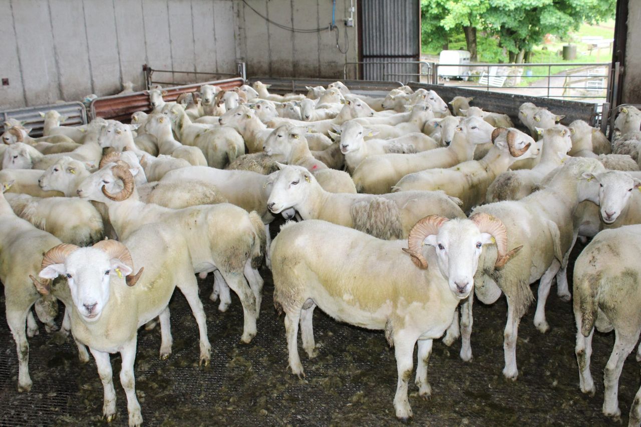 NI Sheep Industry Taskforce to meet agriculture minister