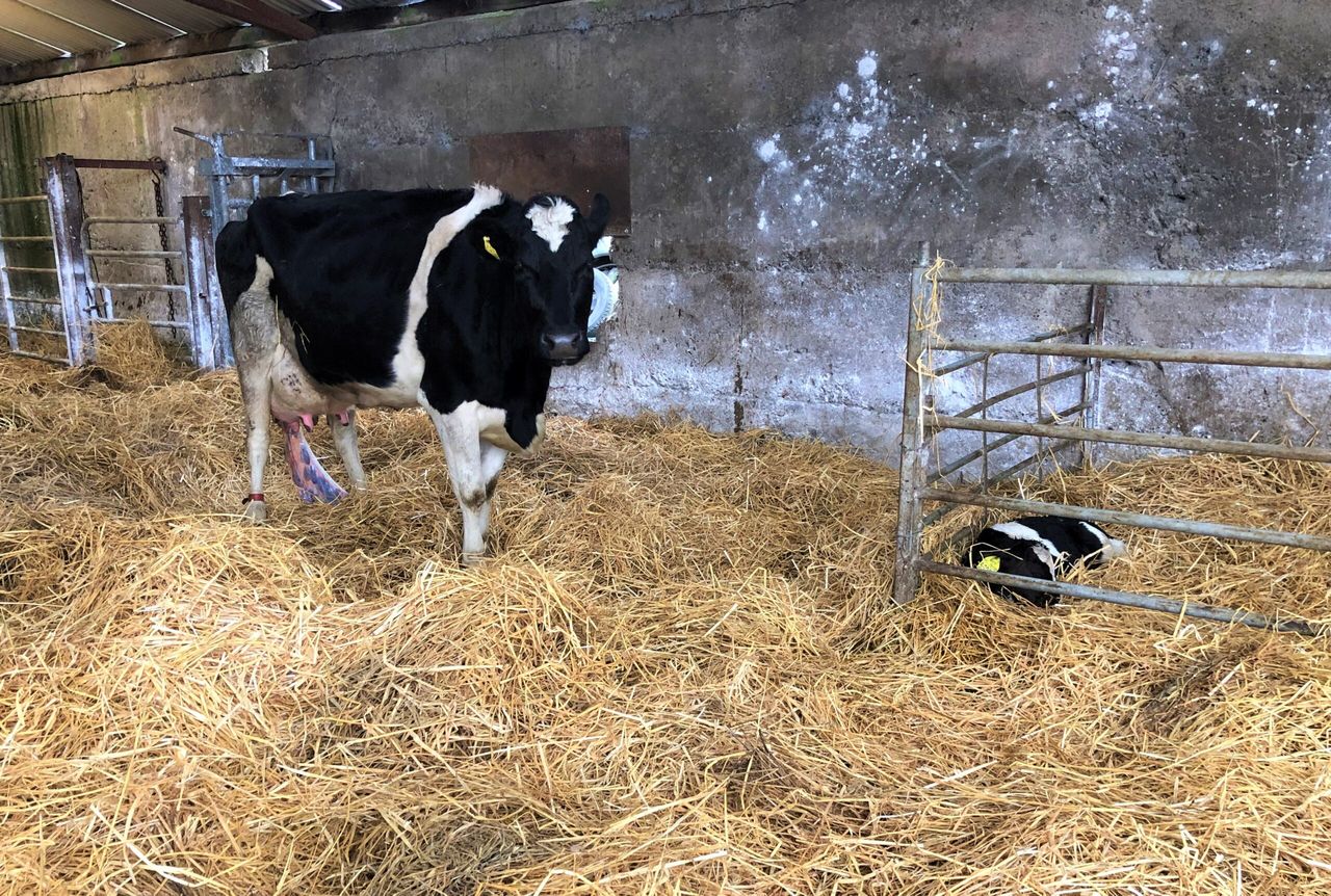 Preventing milk fever: Essential tips for autumn calving