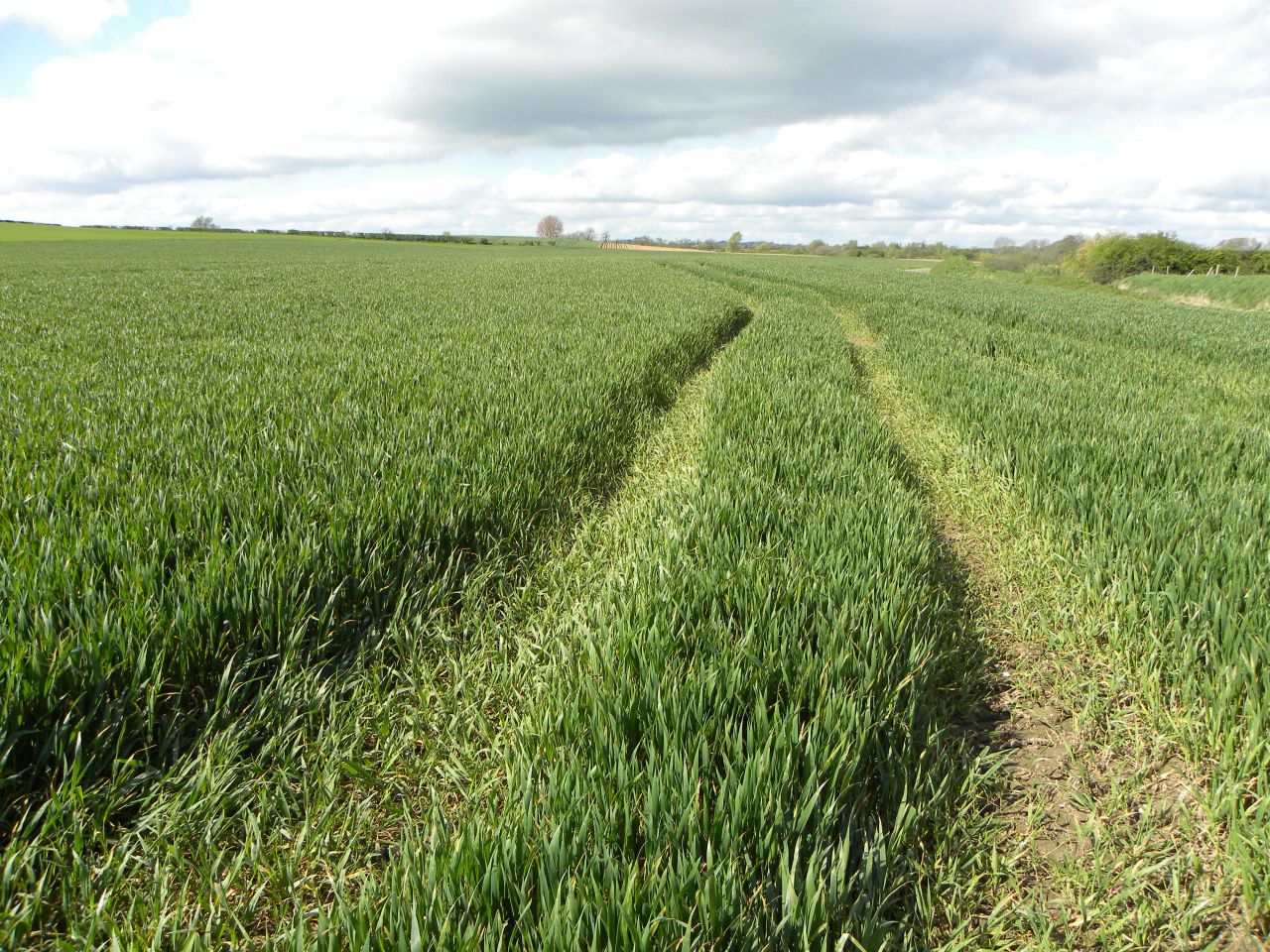 'Tillage farmers can look forward to a positive grain yield this year'
