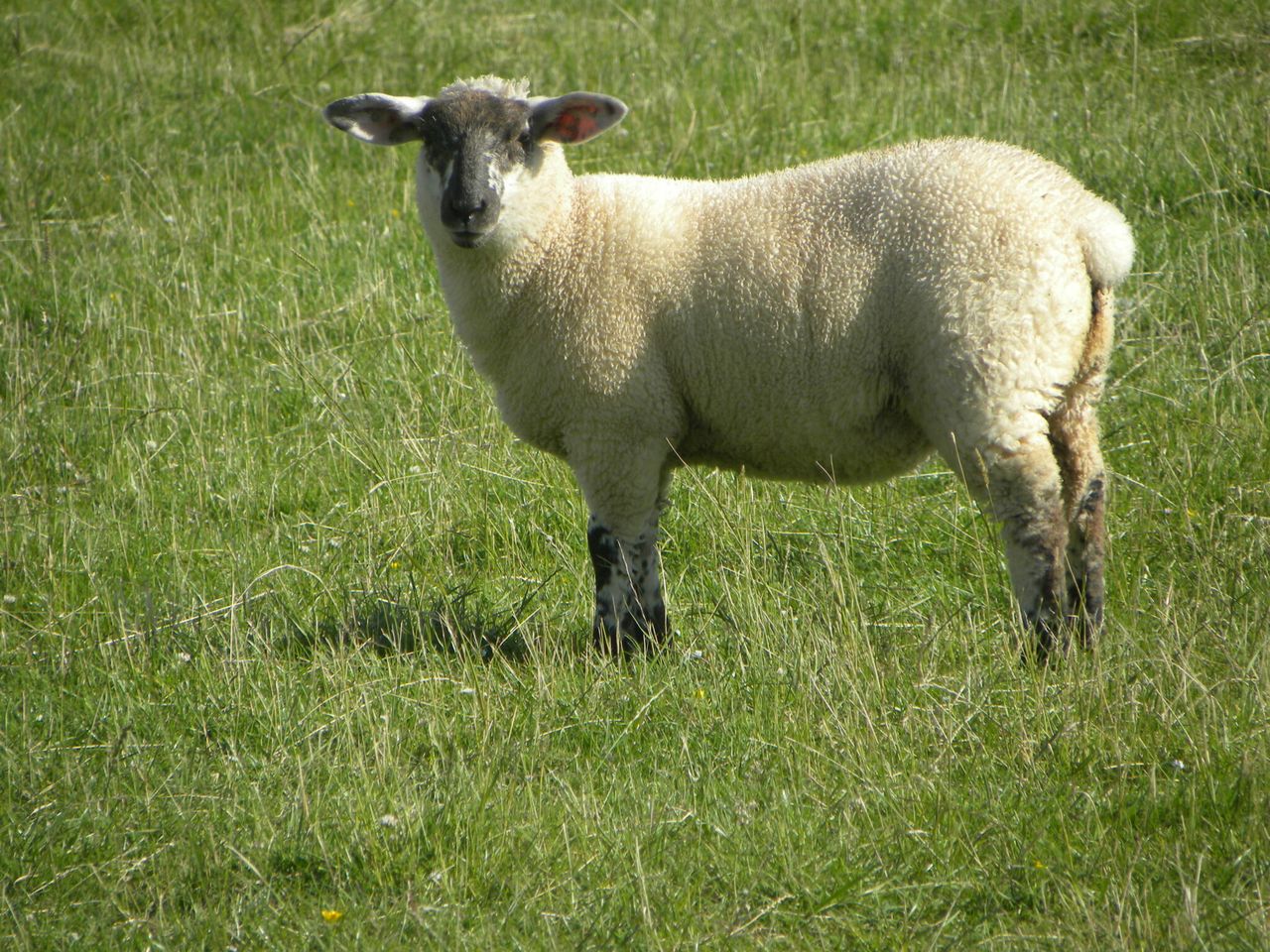 Numbers of Northern lambs coming south for slaughter down 29%
