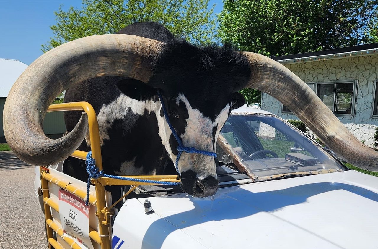 Man driving with bull in his car stopped by police