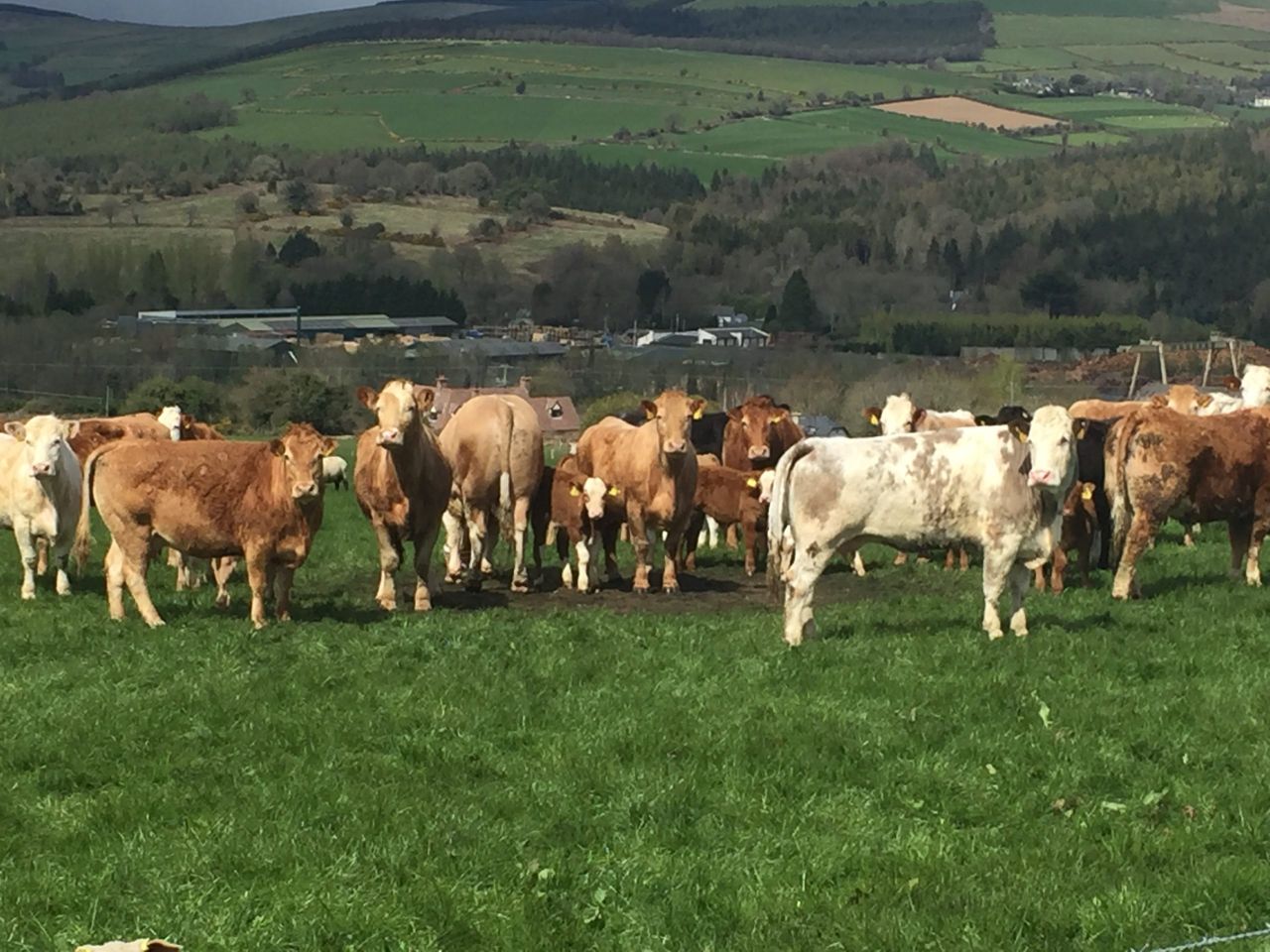 North/south heifer price differential narrows again