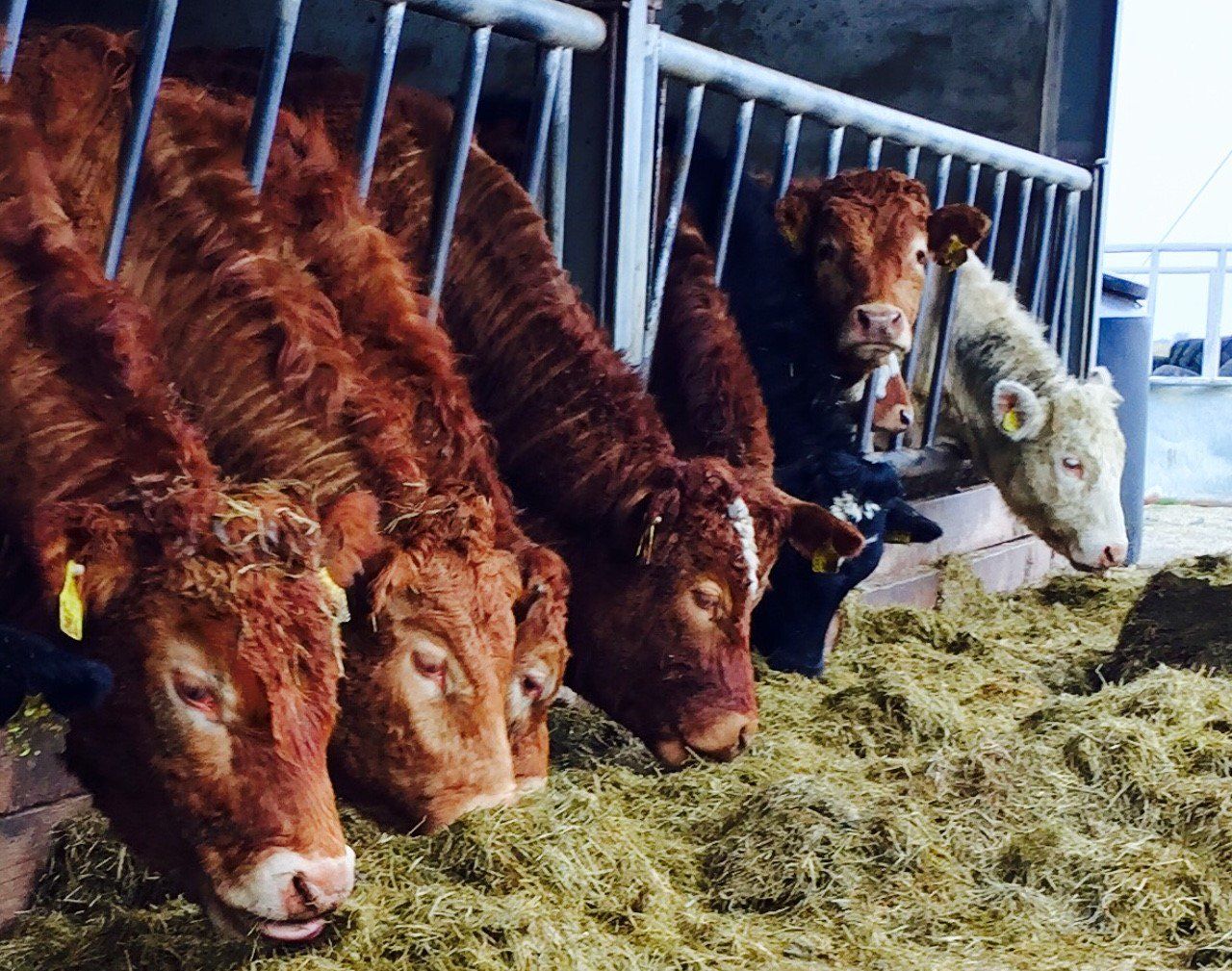 UK cattle vaccine use increases as antibiotics fall