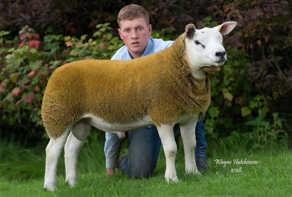 Batman soars to 100,000gns at Solway and Tyne Club Sale