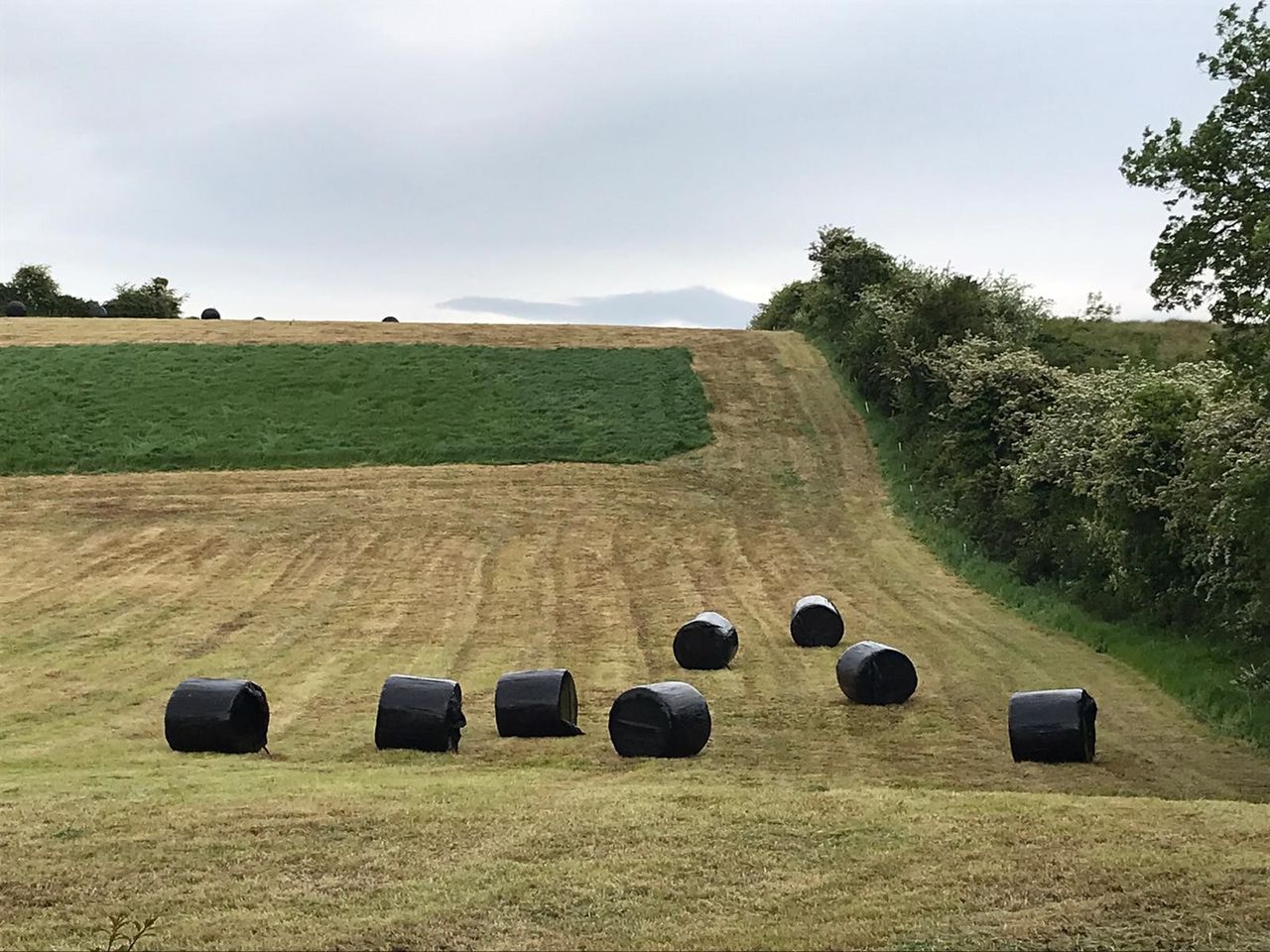 Cutting surplus paddocks – what comes off must be replaced