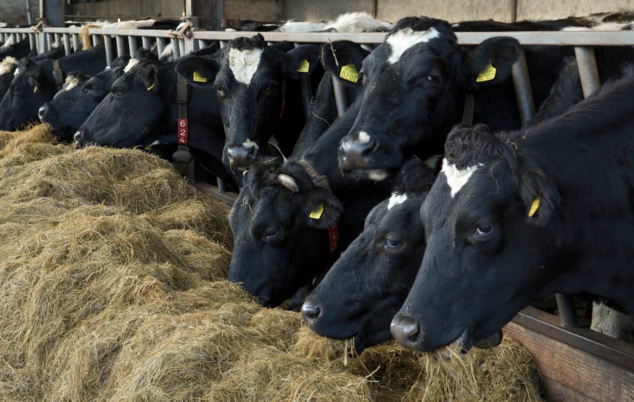 Dairy markets: GDT index back again after latest auction