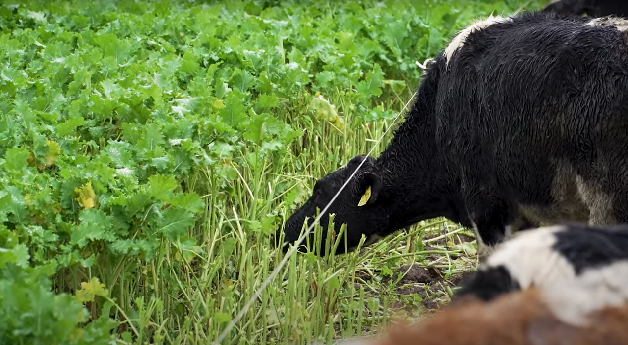 Global land area for grazing and fodder reduced by 191m hectares – FAO