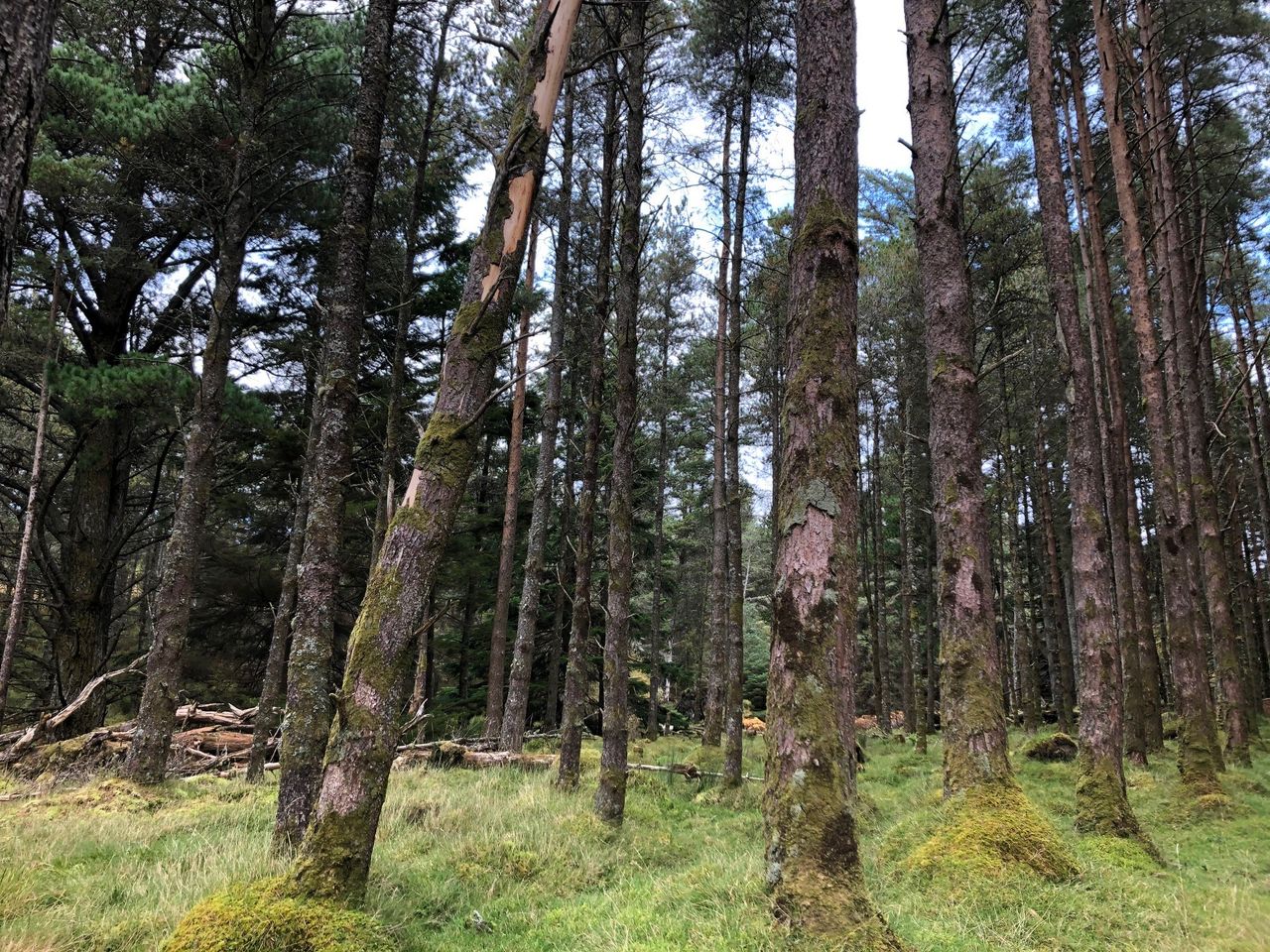 Welsh govt to invest £280,000 into forestry-related skills fund