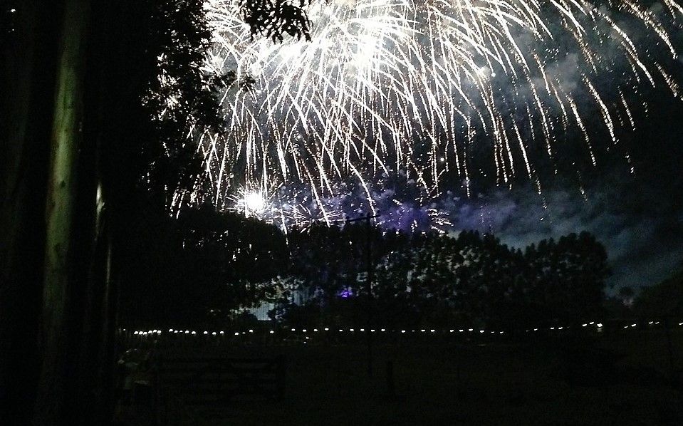 Plan ahead to avoid doggy distress this fireworks season, warn vets