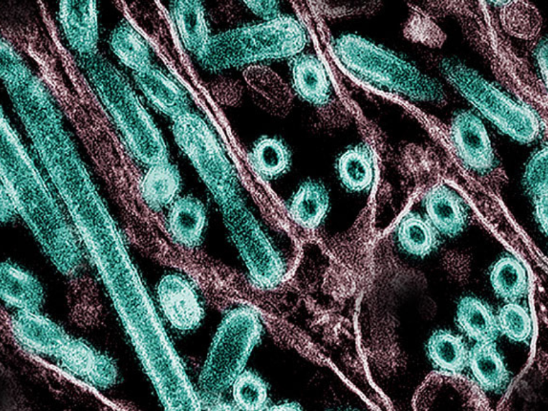 Harvard scientists warn of bird flu pandemic