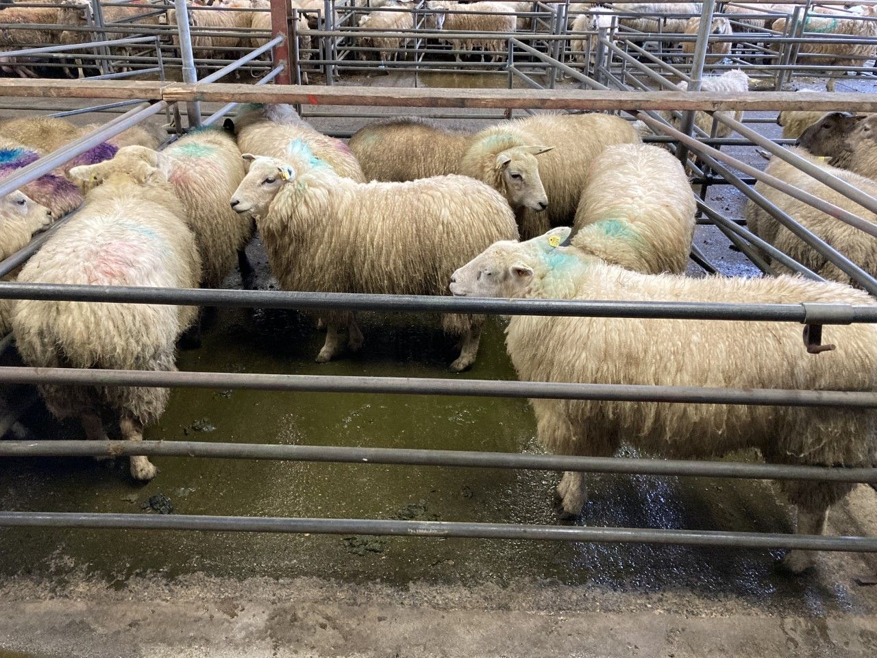 Northern Ireland hogget prices continue upward trajectory