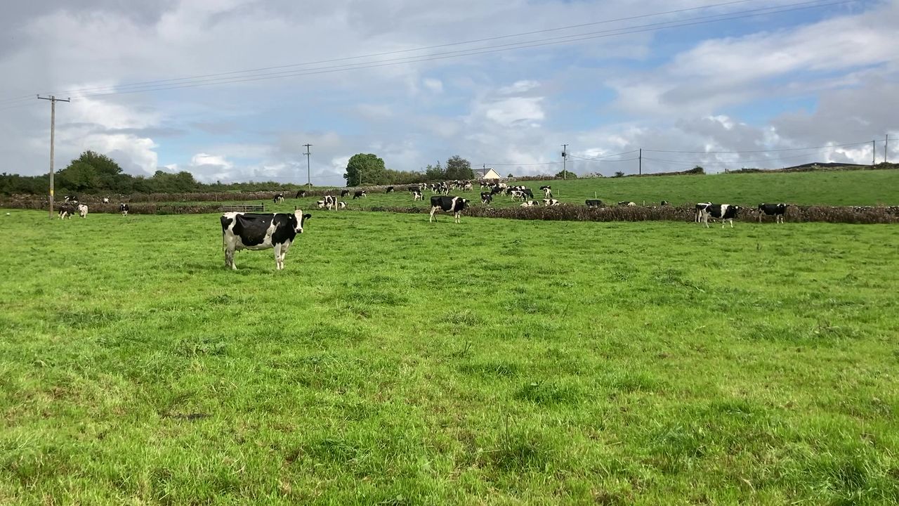 What are the grazing targets for the next number of weeks?