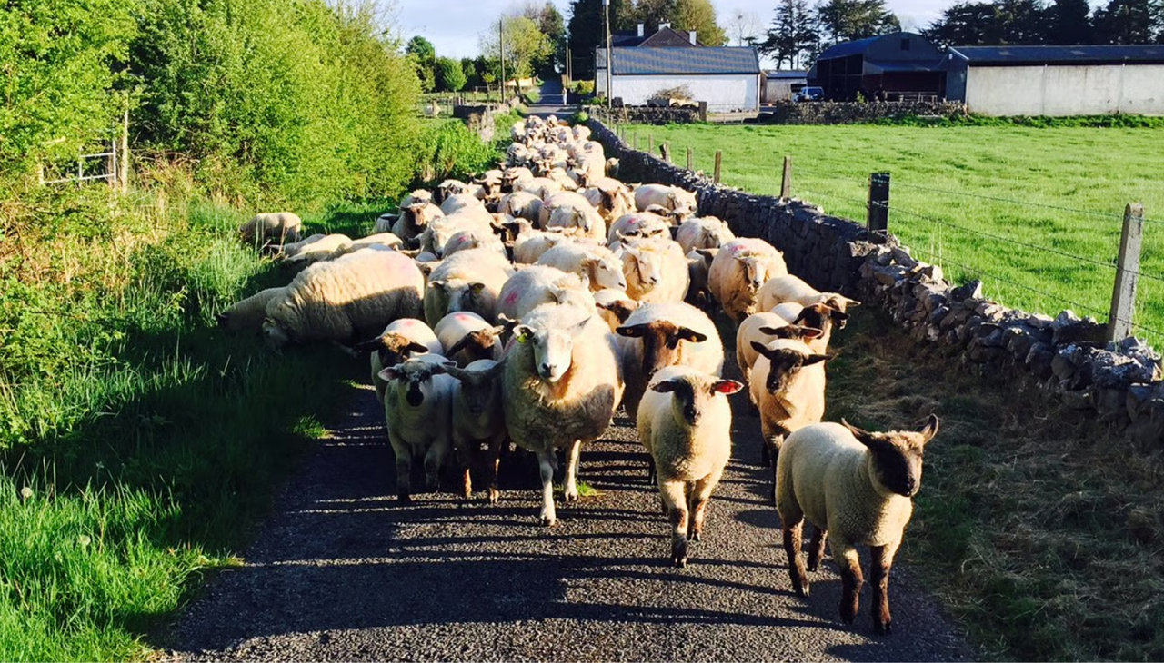 Sheep producers warned to ‘remain vigilant’ for signs of sheep scab