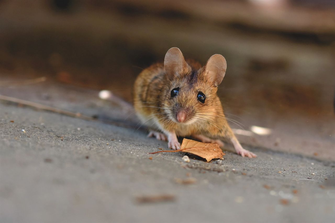 One week to go until snares and glue traps ban in Wales