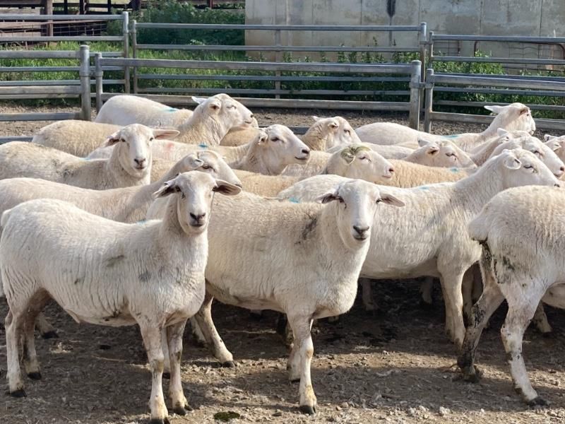 26 Australian White commercial ewes sell for ‘record price’ of almost £640/head