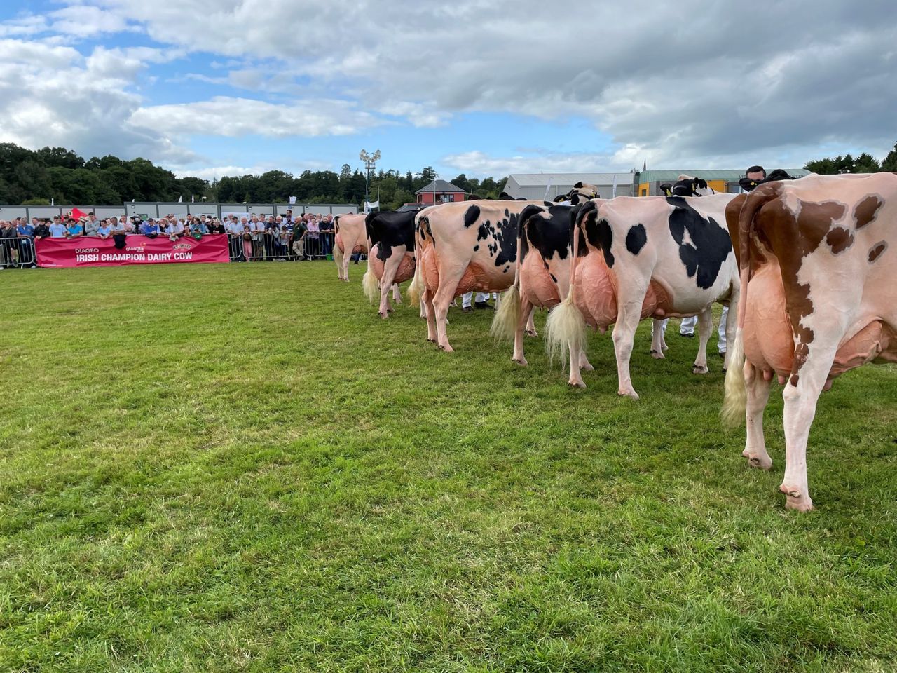 Baileys cow champion title goes to Co. Down