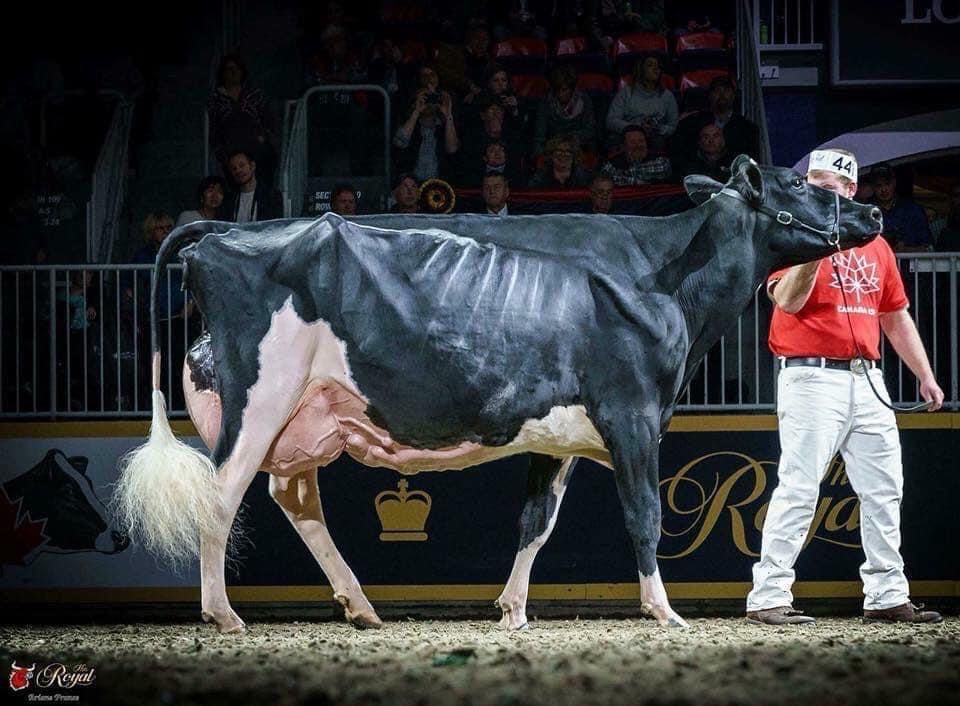 8,500gns achieved by Kerry breeders at Black and White sale