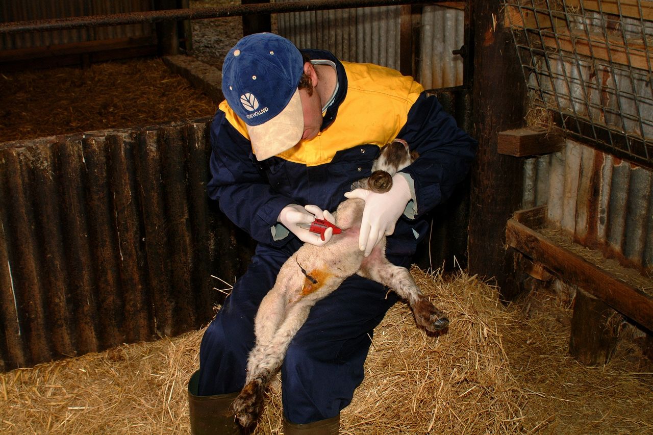 Sheep producers urged to protect young lambs from preventable disease threats