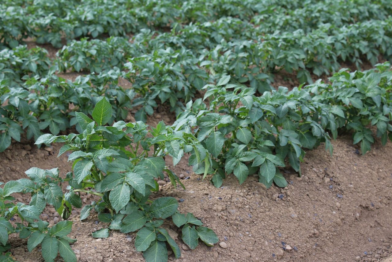 New GB seed potato varieties accredited for Kenya
