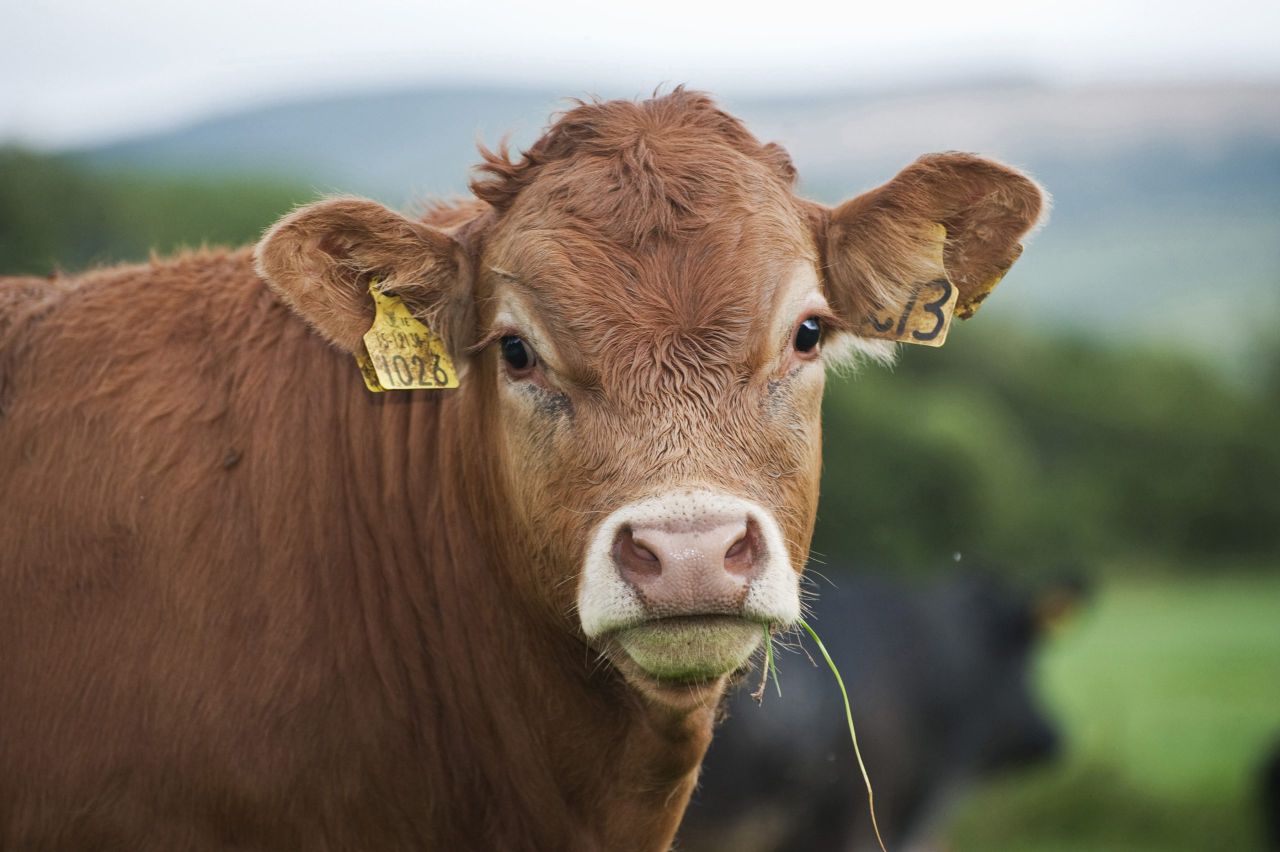 Retailer specifications drives reduced young bull kill in Northern Ireland