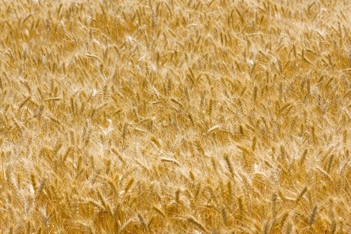 Tighter controls of feed suppliers needed, IGFA