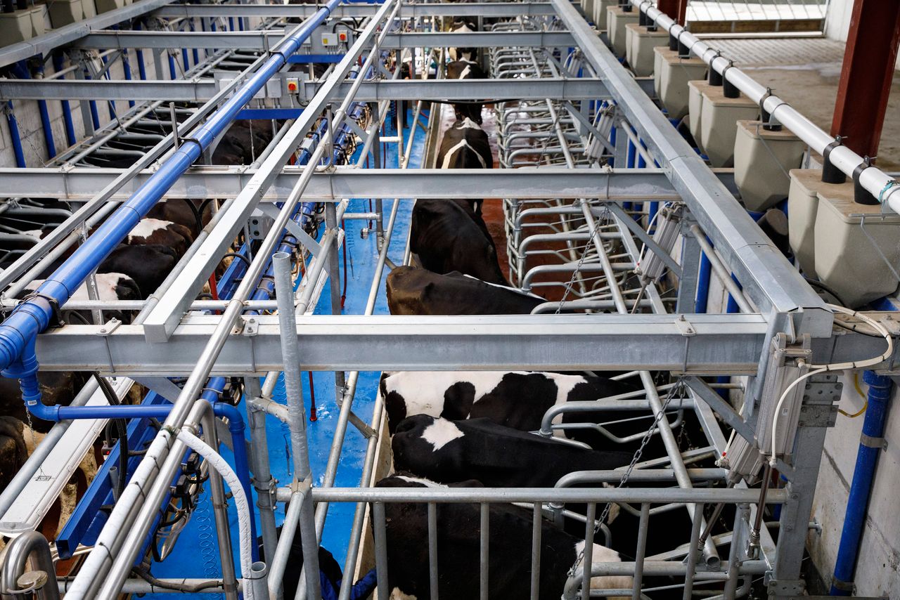 New milking method launched aimed at cutting milking time