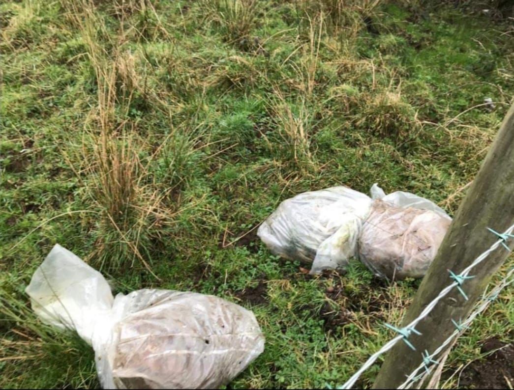 Dead calves found dumped in plastic bags