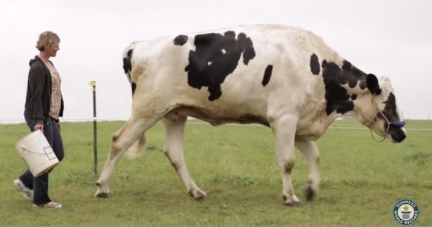Video: Meet Blosom, the tallest cow in the world ever!